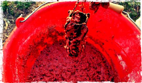 Interesant II :P - nada-zig-rig-pescuit-intre-ape-momeala-crap.jpg